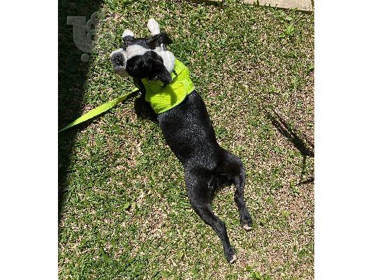 Nina το αρσενικό Boston Terrier